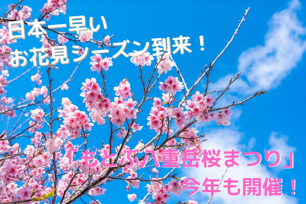 もとぶ八重岳桜まつり