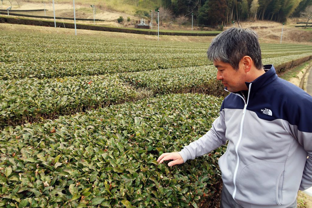 甲斐製茶園 高千穂烏龍茶 べにふうき40g 有機JAS移行中 豪奢な べにふうき40g